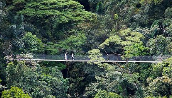 Puentes colgantes catarata la fortuna | Roots Tours